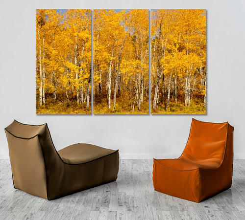 BEAUTIFUL AUTUMN Colorful Stands Of Aspen Trees