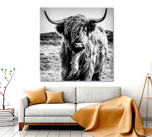 Black and White Cattle Shaggy Highland Cow