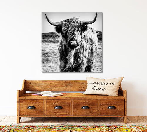 Black and White Cattle Shaggy Highland Cow
