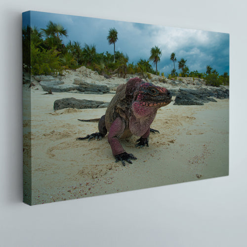 Wild Iguanas Bahamas Beach Poster