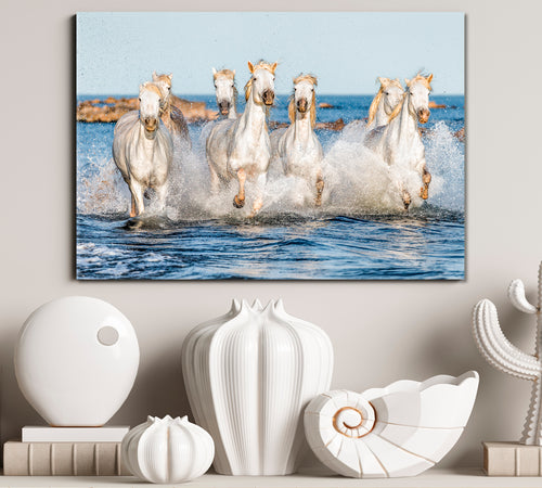 White Camargue Horses Galloping