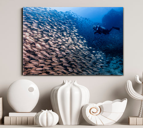Divers Large School Fish Coral Reef Sea Bottom