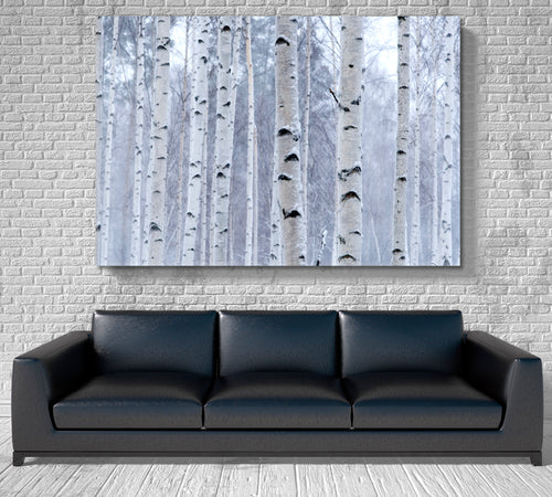 Birch Trees Forest