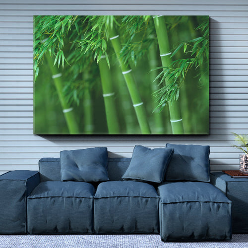 Bamboo Green Forest