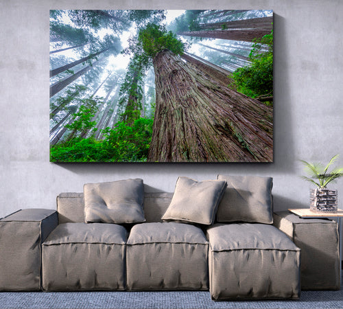 Huge Sequoias Trees Redwood National Park California Poster