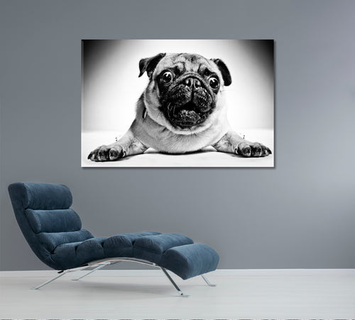 Funny Animals Poster