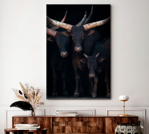 Horns Ankole Watusi Cows Cattle Poster