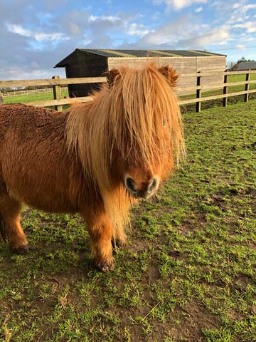 Shetland pony at Isle of Wight Donkey Sanctuary