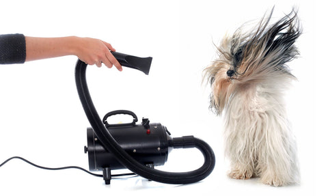 Use a dryer for drying your mattress, dog being dried with dryer