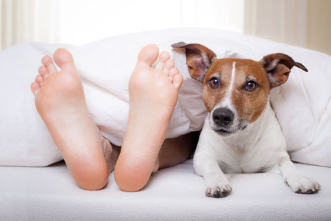 Tips for Maintaining Great Sleep Hygiene While Sleeping With Your Dog