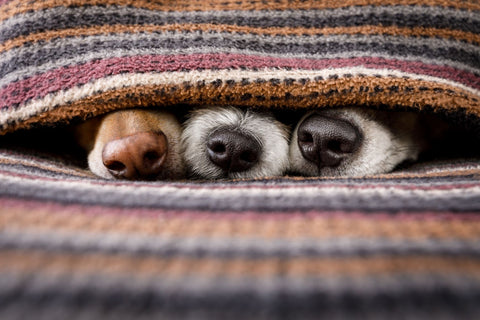 dogs on and cuddled in throw blanket