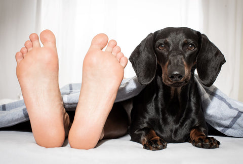 Dogs in bed may reduce allergens later on