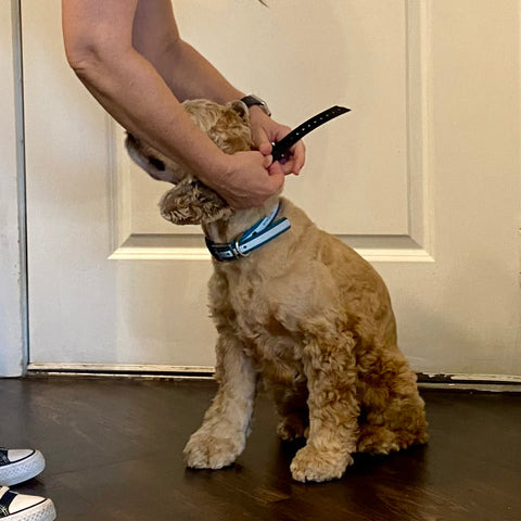 Cocker Spaniel sits while collar is placed on its neck.