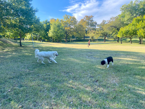 Two dogs meeting at the park.