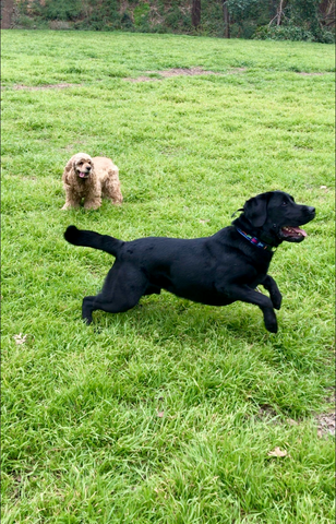 Bandit and Kirby stopping to play fetch in a field during a Sunday outing