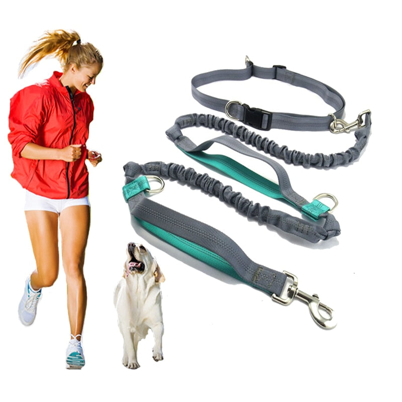 dog leash belt