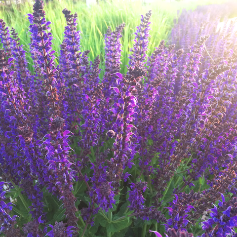 omorfee-lavender-essential-oil-lavender-oil-for-hair-lavender-oil-for-skin-lavender-scent-best-lavender-essential-oil