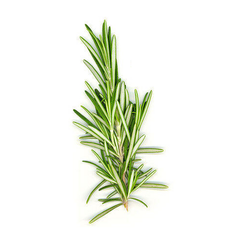 omorfee-rosemary-essential-oil-rosemary-oil-for-hair-rosemary-oil-for-hair-growth-rosemary-for-hair-rosemary-for-hair-growth