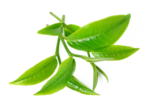 omorfee-tea-tree-essential-oil-tea-tree-oil-for-skin-skincare-benefits-of-tea-tree-tea-tree-oil-for-hair-tea-tree-oil-for-face