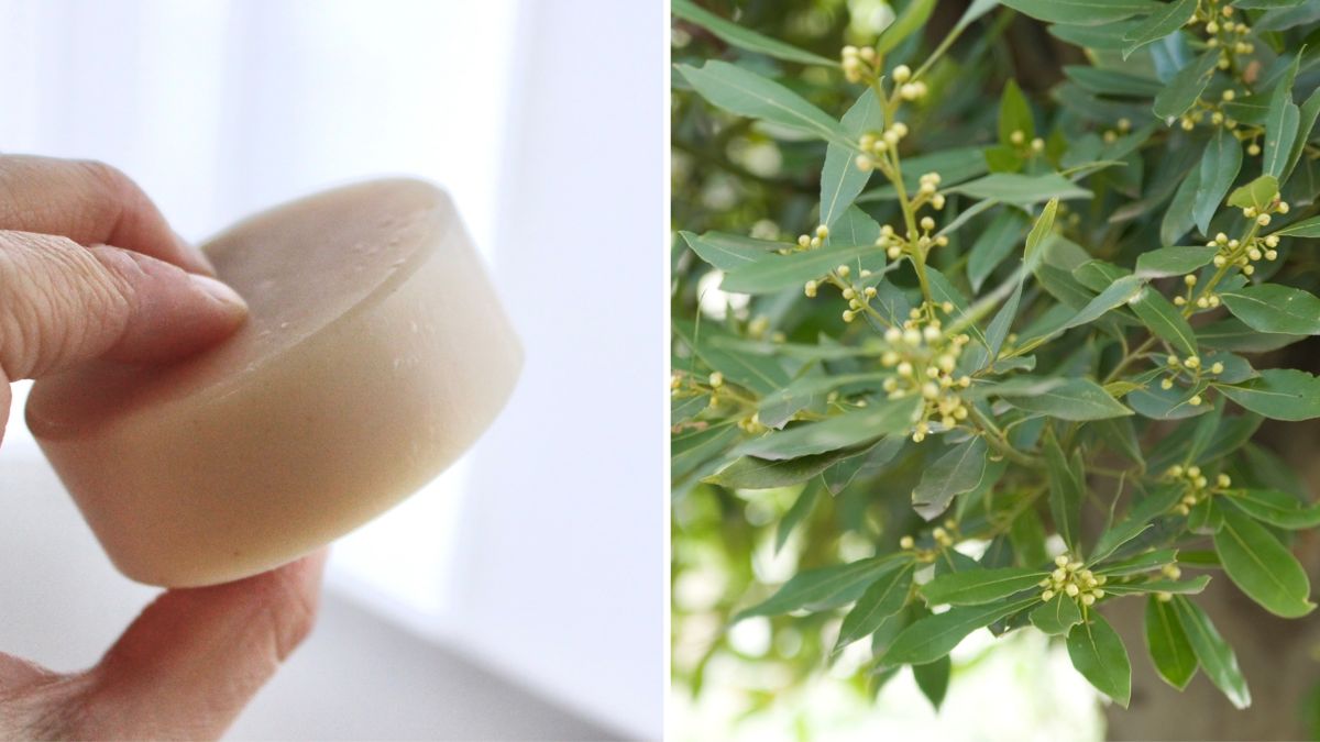 Relaxing soap with laurel fragrance