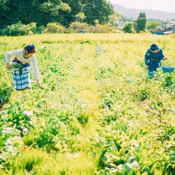 黄色い藍畑で働く二人の女性の写真