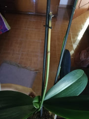 La vara de mi orquídea se está secando | Orquideas Online