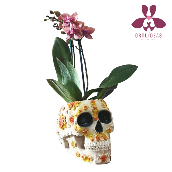 Orquídea Mini Calaverita Anaranjada | Orquideas Online