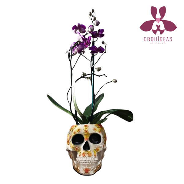 Orquídea Mini Calaverita Mexicana | Orquideas Online