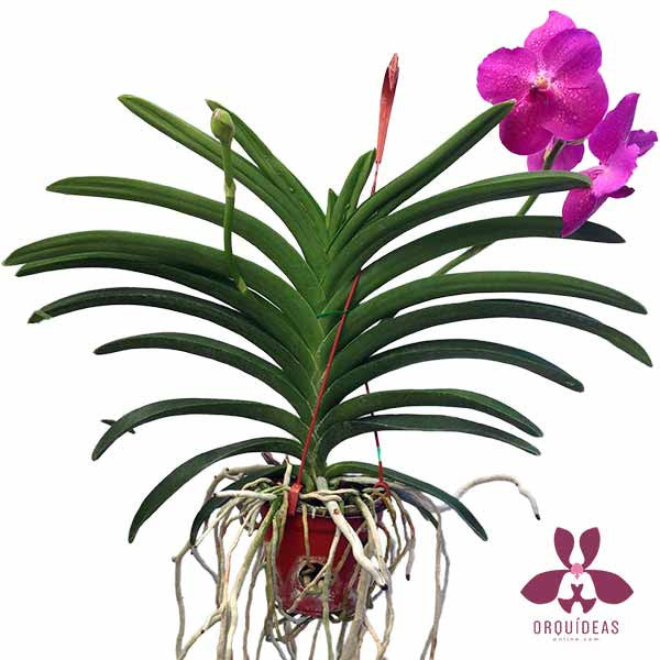 Orquídea Vanda Rojo | Orquideas Online