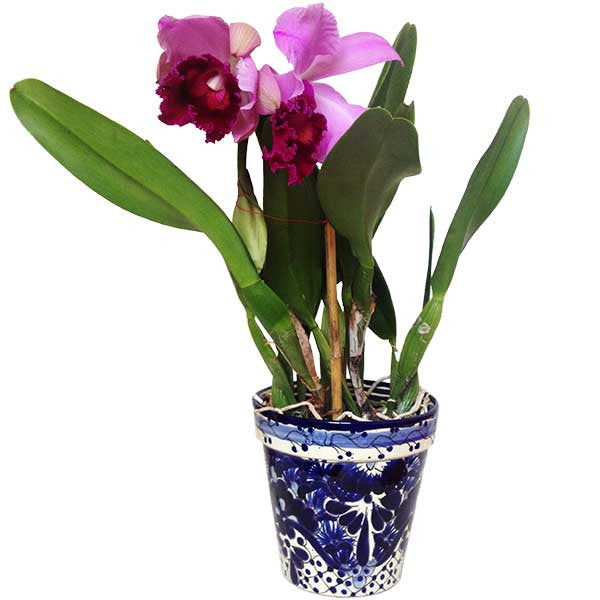 Orquídea Cattleya Rosa | Orquideas Online