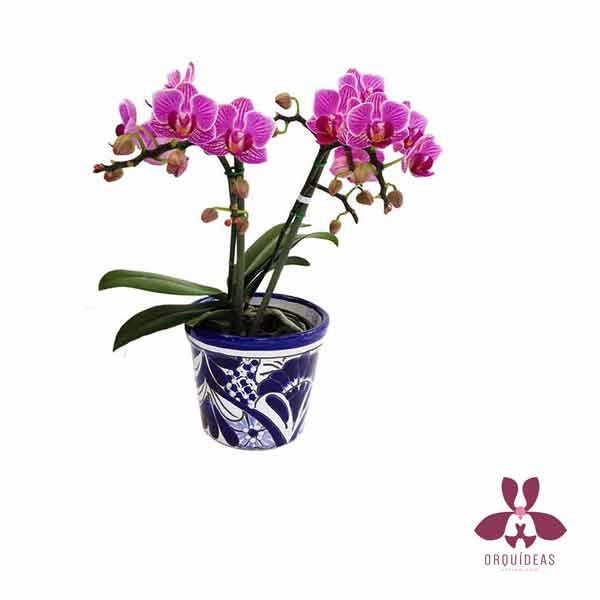 Phalaenopsis Miniatura | Orquideas Online