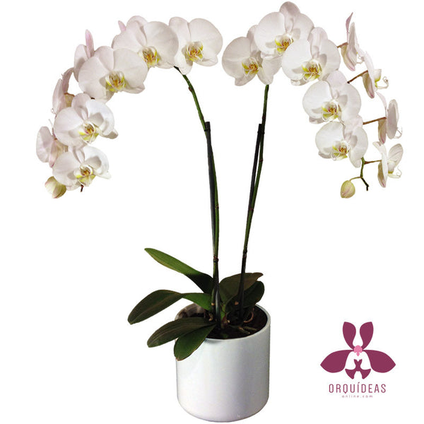 Orquideas Blancas con doble rama floral | Orquideas Online