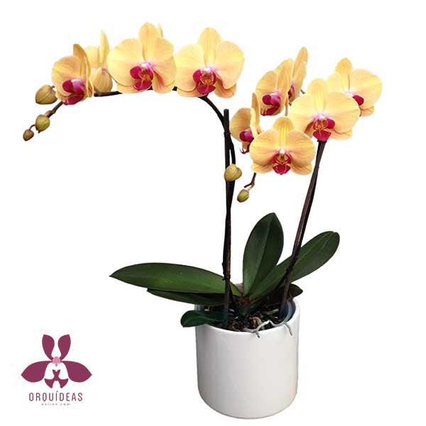 Orquídea amarilla con centro rojo | Orquideas Online