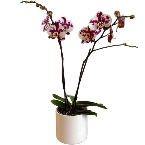Orquídea Assanti Orquidea blanca con manchas | Orquideas Online