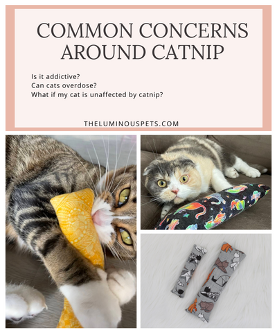 Common concerns with catnip