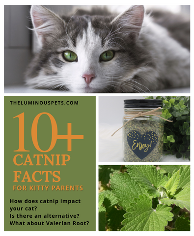 Catnip Facts