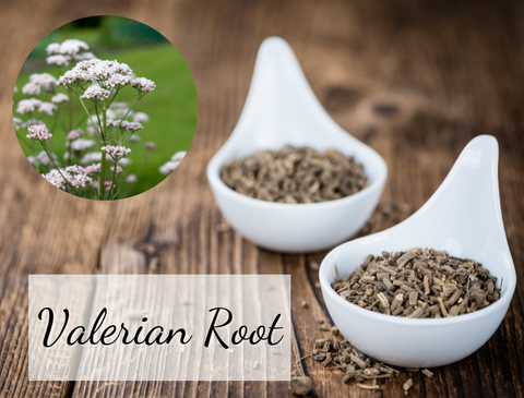 Valerian Flower and Dried Valerian Root | For Cats