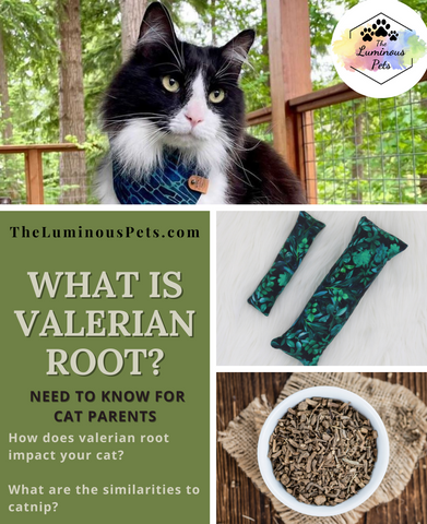 Valerian Root for Cats | How to use