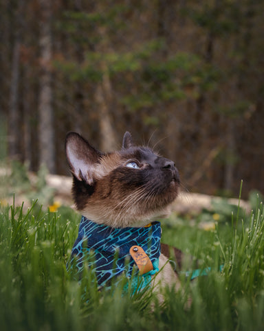 Adventure Cat in the grass