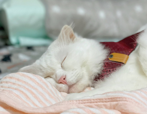 Sleeping Cat | White long haired cat