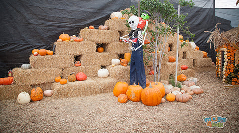 mr bones pumpkin patch