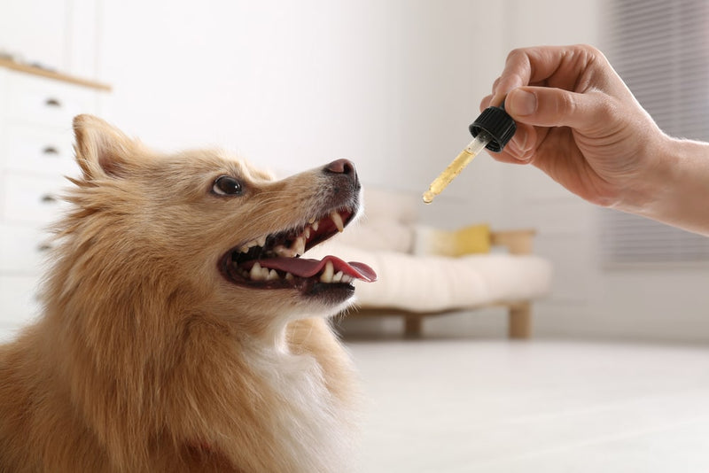 what essential oils deter dogs