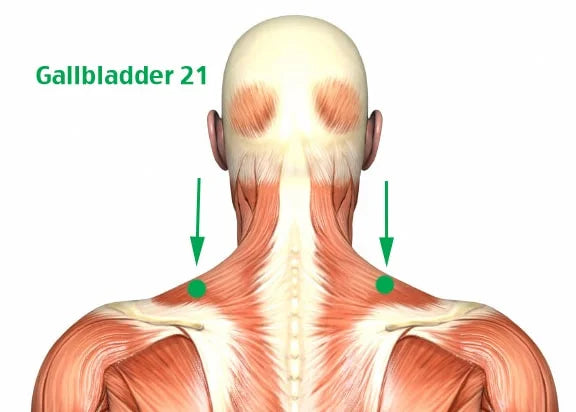 Gallbladder Muscle