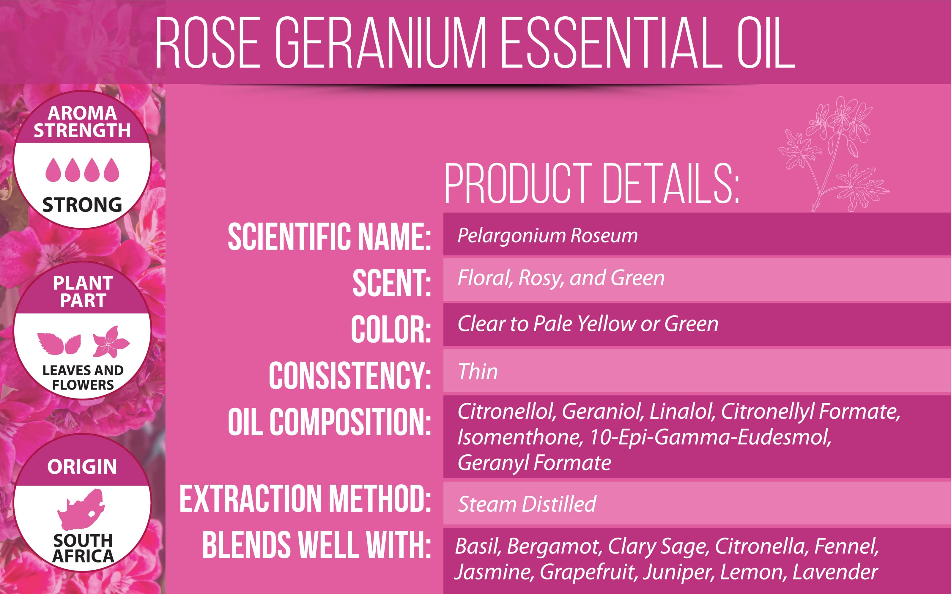 Rose Geranium Essential Oil Product Details