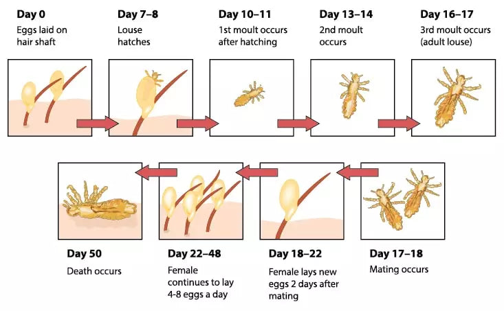 The Life Cycle of the Head Louse