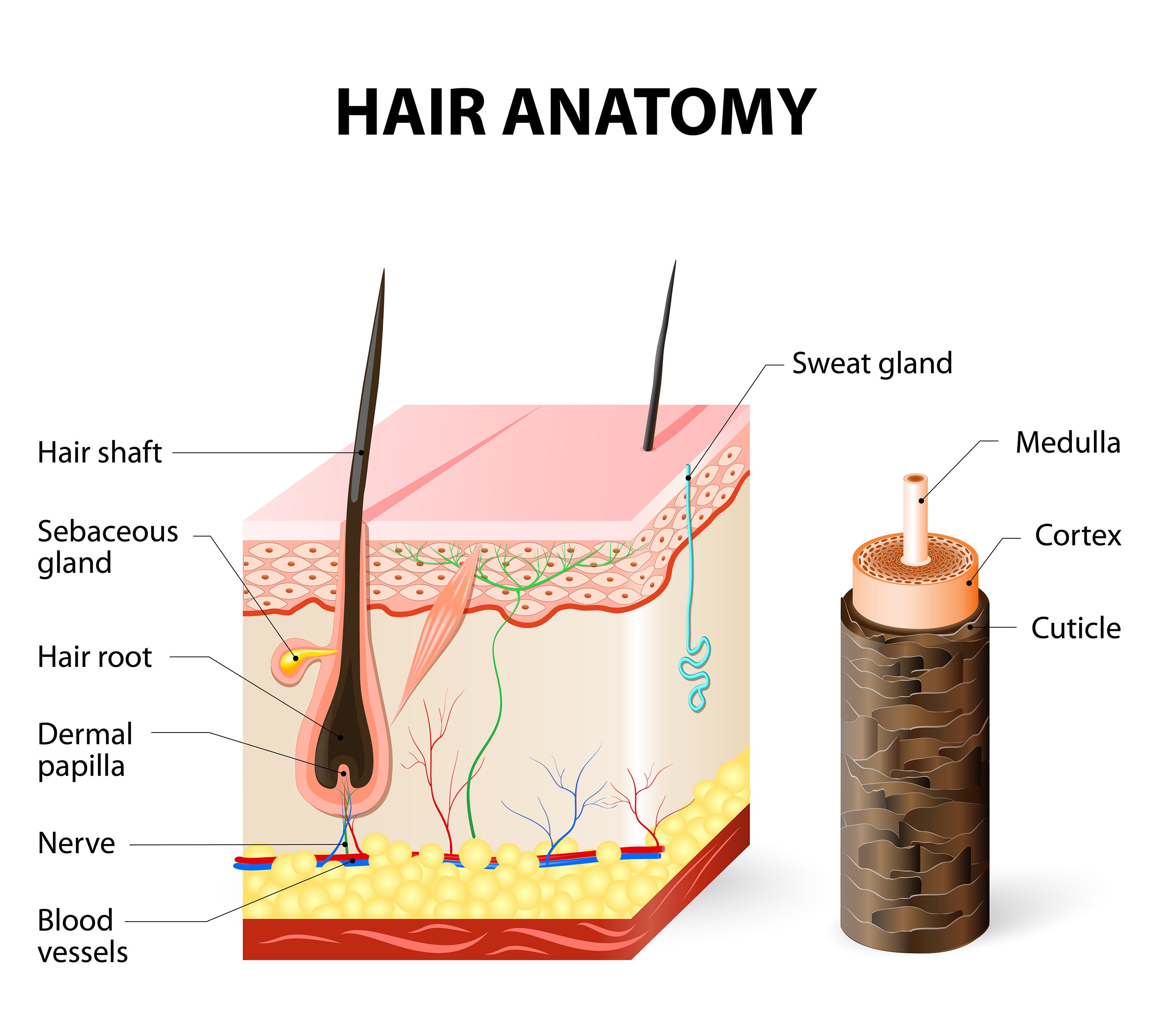 The Structure Of The Hair