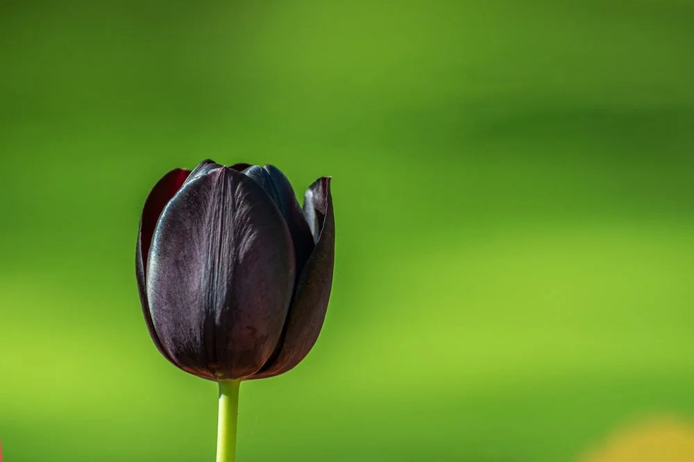 Beautiful dark black tulip
