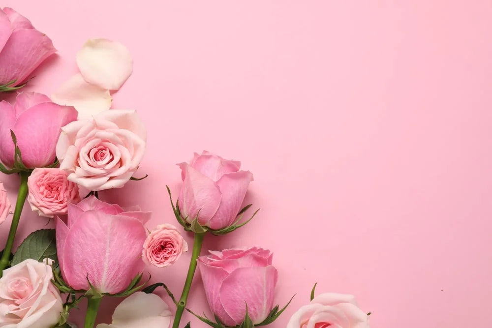 Beautiful roses petals on pink background