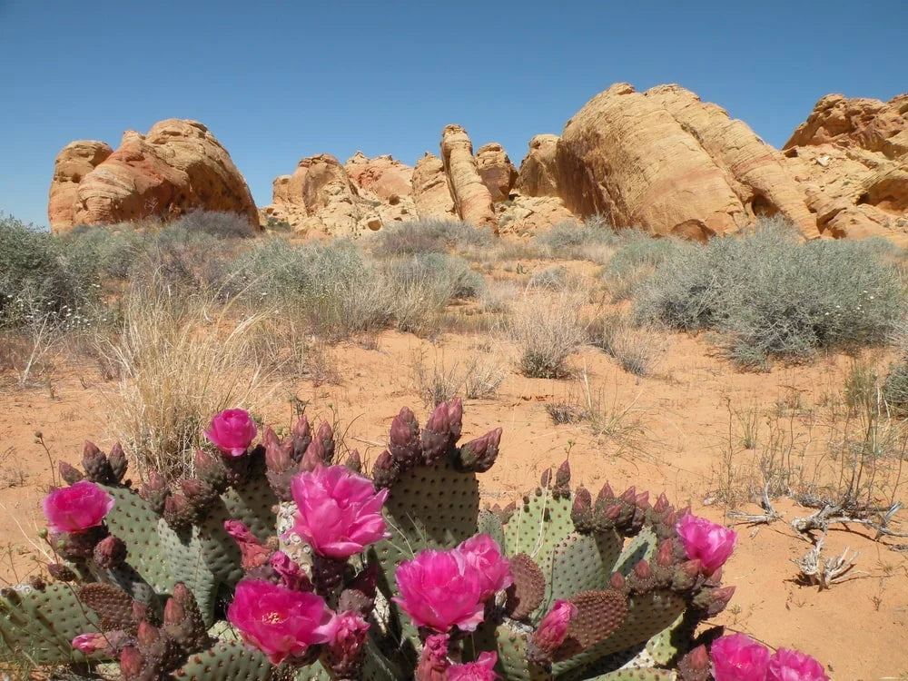 Beavertail cactus valley