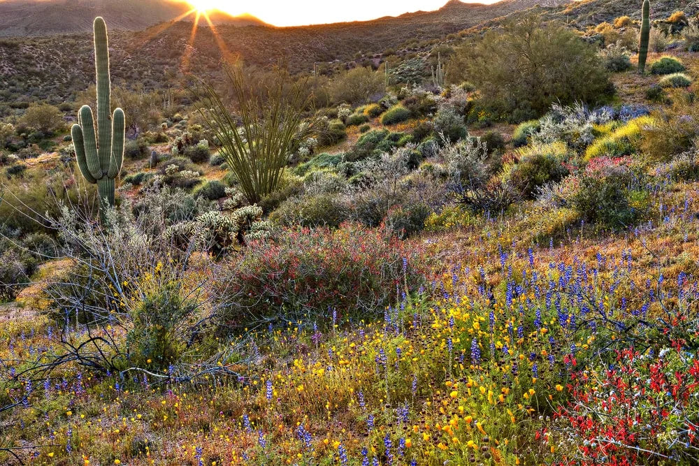 Blooming Sonoran desert